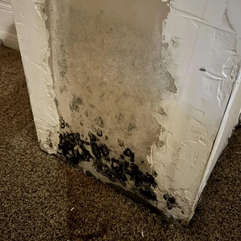 Professional Mold Removal in Riverside County, CA